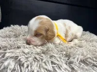 AKC Champ, a male Brittany for sale in Pheba, MS – Photo 1 of 2