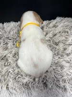 AKC Champ, a male Brittany for sale in Pheba, MS – Photo 2 of 2