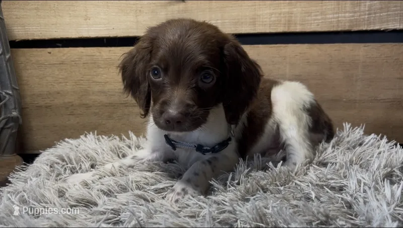 AKC Grey – Brittany puppy for sale in Pheba, MS