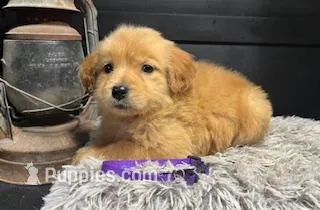 AKC Purple – Golden Retriever puppy for sale in Pheba, MS
