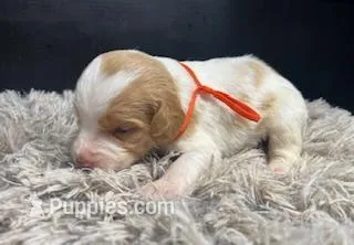 AKC Chester – Brittany puppy for sale in Pheba, MS