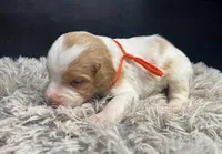 AKC Chester, a male Brittany for sale in Pheba, MS – Photo 1 of 2