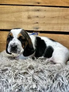 AKC Blue, a male Basset Hound for sale in Pheba, MS – 1 of 2
