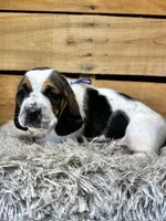 AKC Blue, a male Basset Hound for sale in Pheba, MS – 1 of 2