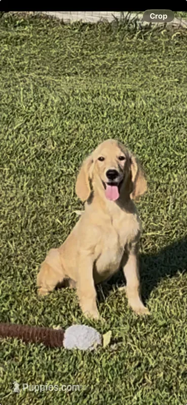 AKC Amelia  – Golden Retriever puppy for sale in Pheba, MS