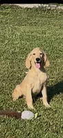 AKC Amelia , a female Golden Retriever for sale in Pheba, MS – 1 of 1
