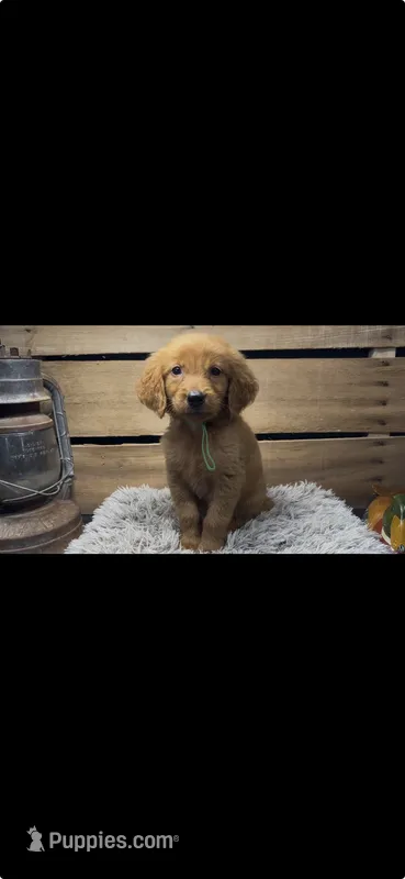 AKC  Green  – Golden Retriever puppy for sale in Pheba, MS
