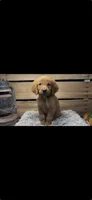 AKC  Green , a male Golden Retriever for sale in Pheba, MS – 1 of 1