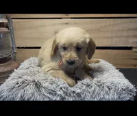 AKC Orange , a male Golden Retriever for sale in Pheba, MS – 2 of 2