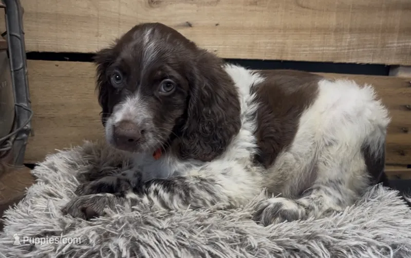 AKC Orange – Brittany puppy for sale in Pheba, MS