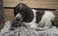AKC Orange, a male Brittany for sale in Pheba, MS – 1 of 2