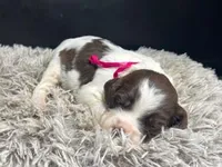 AKC May, a female Brittany for sale in Pheba, MS – Photo 1 of 2