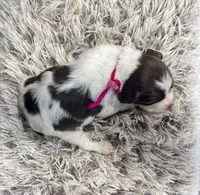 AKC May, a female Brittany for sale in Pheba, MS – Photo 2 of 2