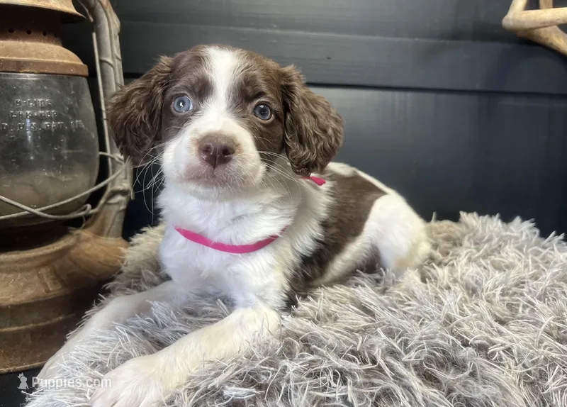 AKC May – Brittany puppy for sale in Pheba, MS