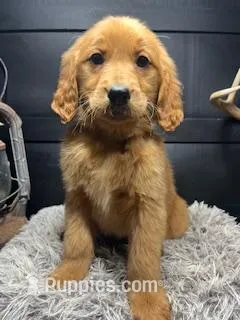 AKC March – Golden Retriever puppy for sale in Pheba, MS