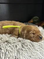 AKC Lime, a male Golden Retriever for sale in Pheba, MS – Photo 3 of 3