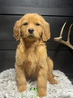 AKC Lime, a male Golden Retriever for sale in Pheba, MS – Photo 1 of 3