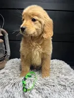 AKC Green, a male Golden Retriever for sale in Pheba, MS – 1 of 1