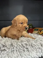 AKC Lime, a male Golden Retriever for sale in Pheba, MS – Photo 2 of 3