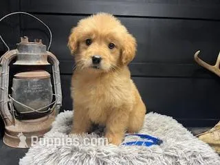 AKC Blue – Golden Retriever puppy for sale in Pheba, MS