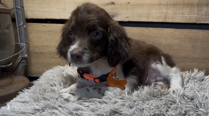 AKC Orange  – Brittany puppy for sale in Pheba, MS