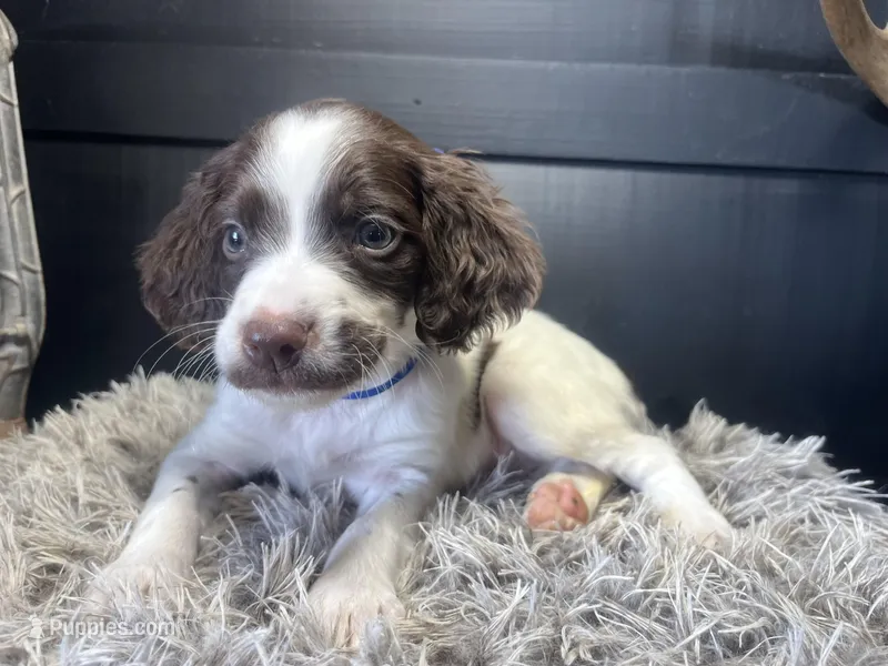 AKC Racer – Brittany puppy for sale in Pheba, MS