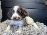 AKC Racer, a male Brittany for sale in Pheba, MS – 1 of 3