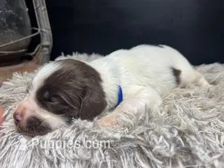 AKC Racer – Brittany puppy for sale in Pheba, MS