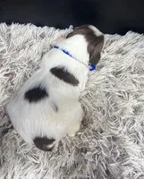 AKC Racer, a male Brittany for sale in Pheba, MS – Photo 2 of 2