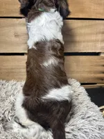 AKC Green, a male Brittany for sale in Pheba, MS – 2 of 2