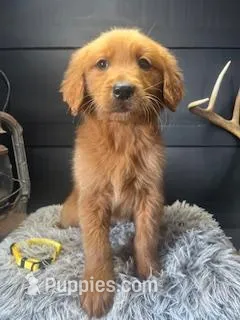 AKC Finn – Golden Retriever puppy for sale in Pheba, MS