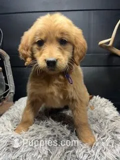 AKC April – Golden Retriever puppy for sale in Pheba, MS