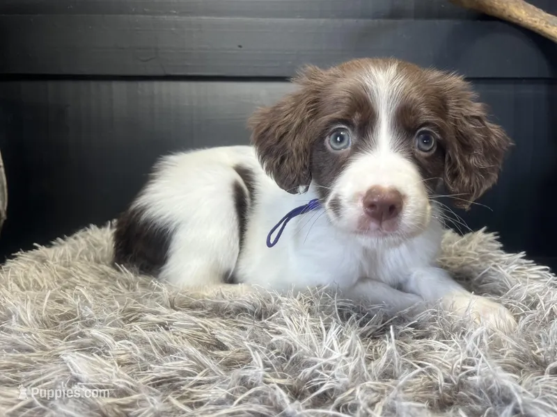 AKC Penny – Brittany puppy for sale in Pheba, MS