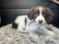 AKC Penny, a female Brittany for sale in Pheba, MS – 1 of 3