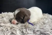 AKC Penny, a female Brittany for sale in Pheba, MS – Photo 1 of 2
