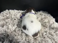 AKC Penny, a female Brittany for sale in Pheba, MS – Photo 2 of 2