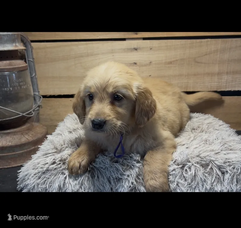 AKC Purple  – Golden Retriever puppy for sale in Pheba, MS