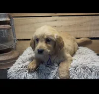 AKC Purple , a female Golden Retriever for sale in Pheba, MS – 1 of 1