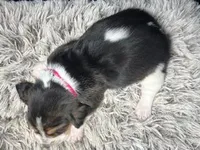 AKC Lolo, a female Basset Hound for sale in Pheba, MS – Photo 2 of 2