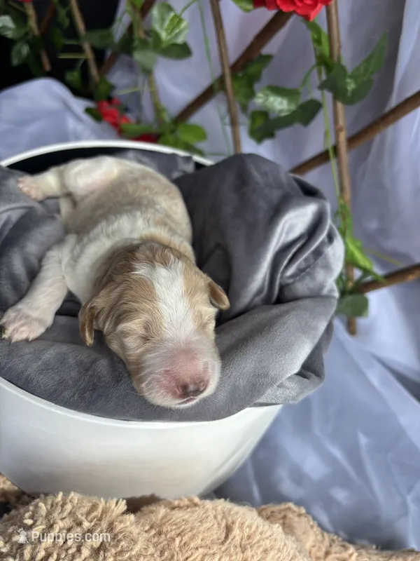 Snow White  – Goldendoodle, Poodle - Standard  puppy for sale in Houston, TX