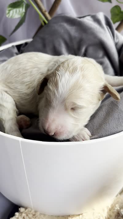 Snow White , a female Goldendoodle and Poodle - Standard  for sale in Houston, TX – 6 of 6