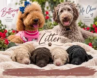 Snow White , a female Goldendoodle and Poodle - Standard  for sale in Houston, TX – 2 of 6