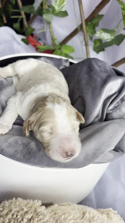 Snow White , a female Goldendoodle and Poodle - Standard  for sale in Houston, TX – 4 of 6