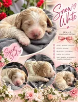 Snow White , a female Goldendoodle and Poodle - Standard  for sale in Houston, TX – 3 of 6