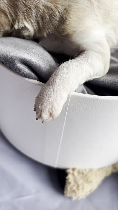 Snow White , a female Goldendoodle and Poodle - Standard  for sale in Houston, TX – 5 of 6