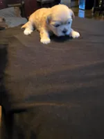Dolly, a female Shih Tzu for sale in New Orleans, LA – 2 of 4