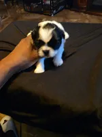 MuMu, a female Shih Tzu for sale in New Orleans, LA – 2 of 4