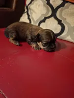 Amber, a female Shih Tzu for sale in New Orleans, LA – 1 of 7