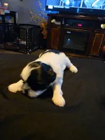 MuMu, a female Shih Tzu for sale in New Orleans, LA – 3 of 4