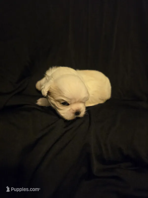 Jazzy – Shih Tzu puppy for sale in New Orleans, LA
